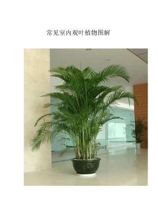 常见室内观叶植物图解