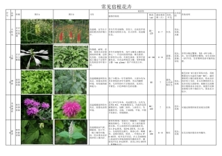 常见宿根花卉