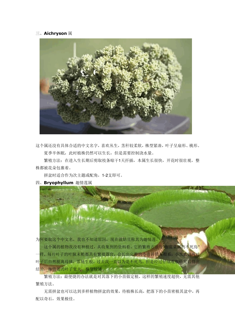 常见景天科多肉植物的分类与养护方法_第3页