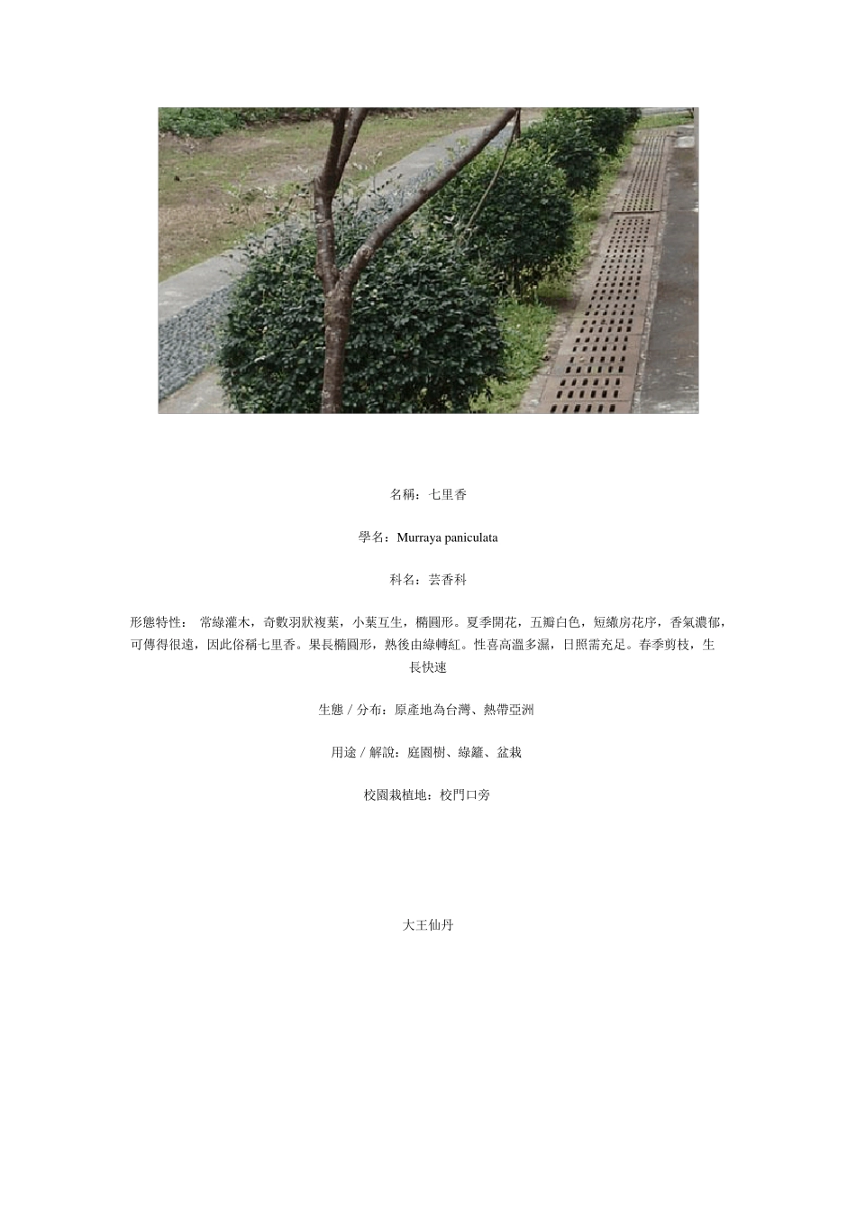 常见景观植物大全_第2页