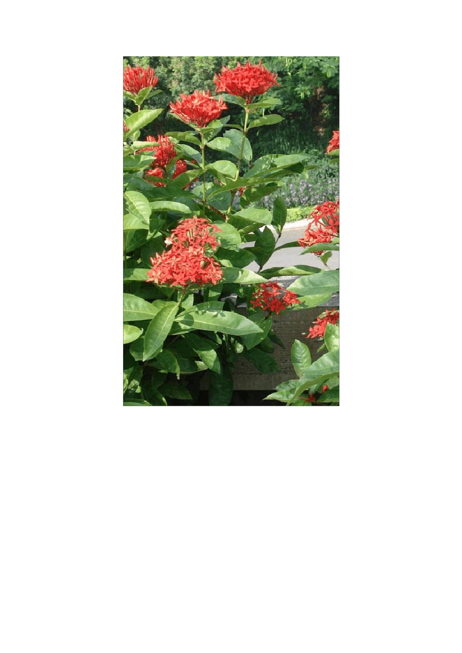 常见景观植物大全_第3页