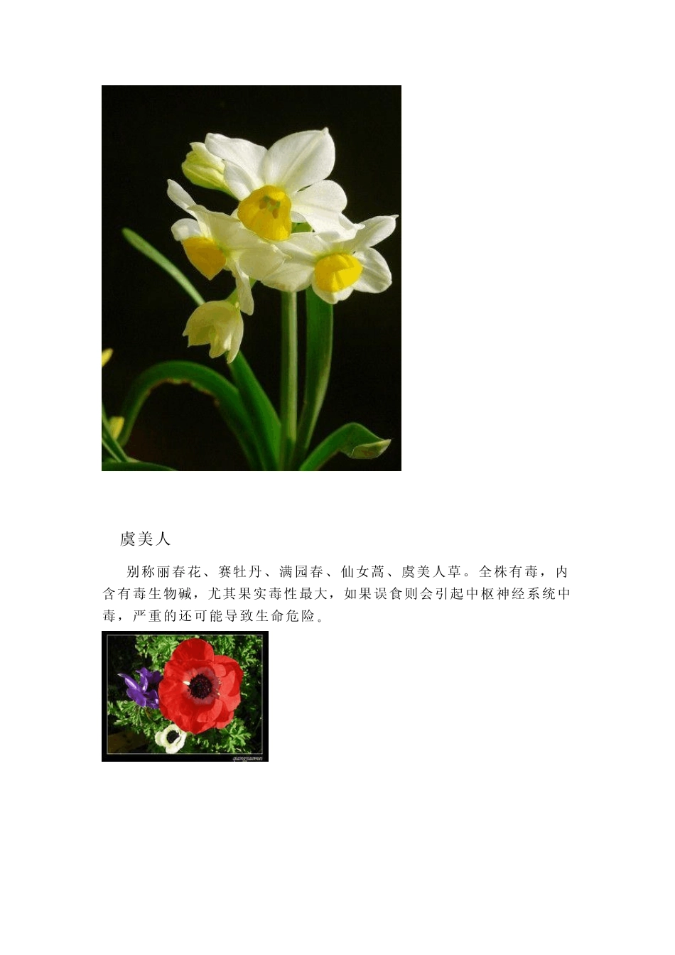 常见有毒盆景_第3页