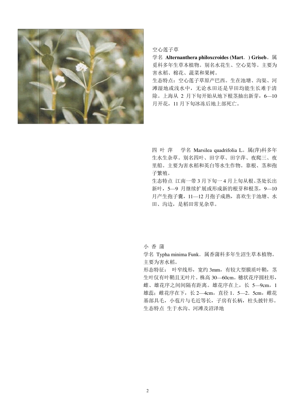 常见杂草大全(修正2)_第2页