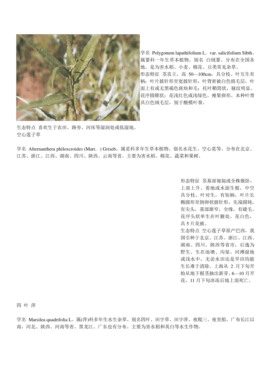 常见杂草大全_第2页
