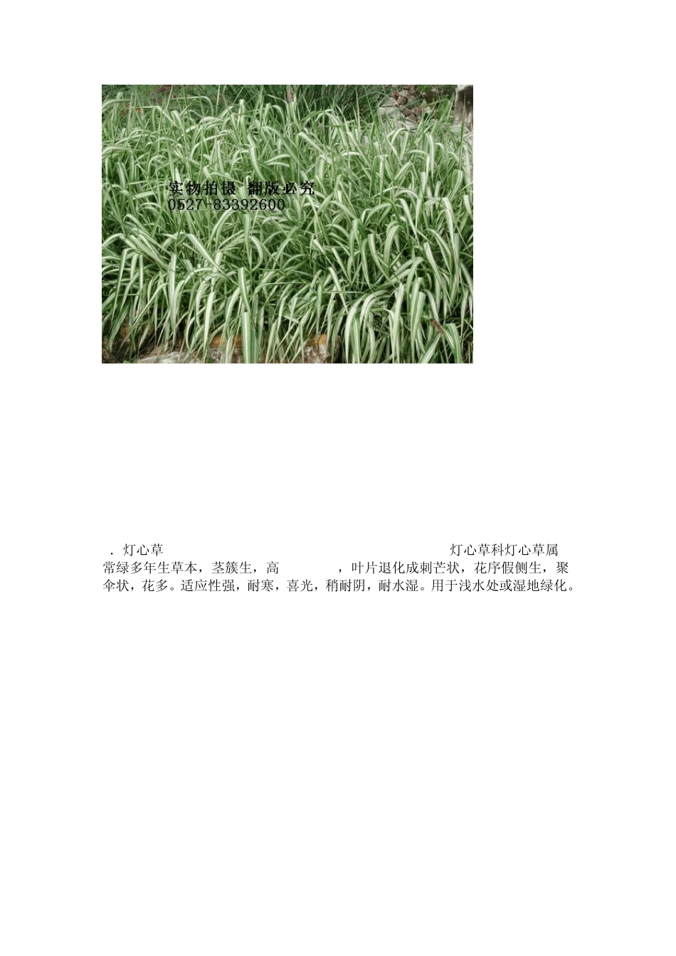 常见水生植物_第2页