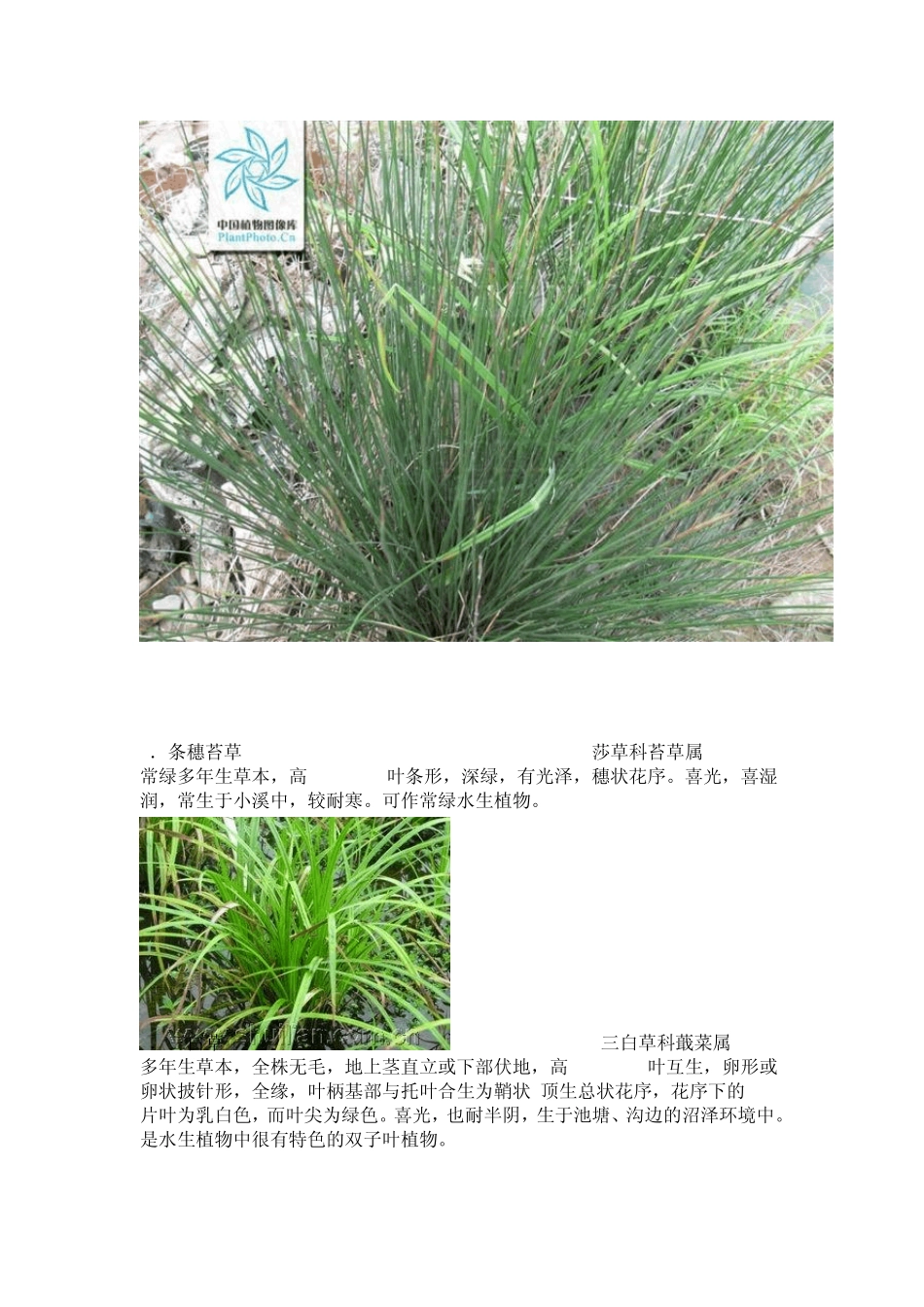 常见水生植物_第3页