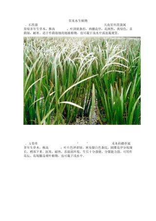 常见水生植物