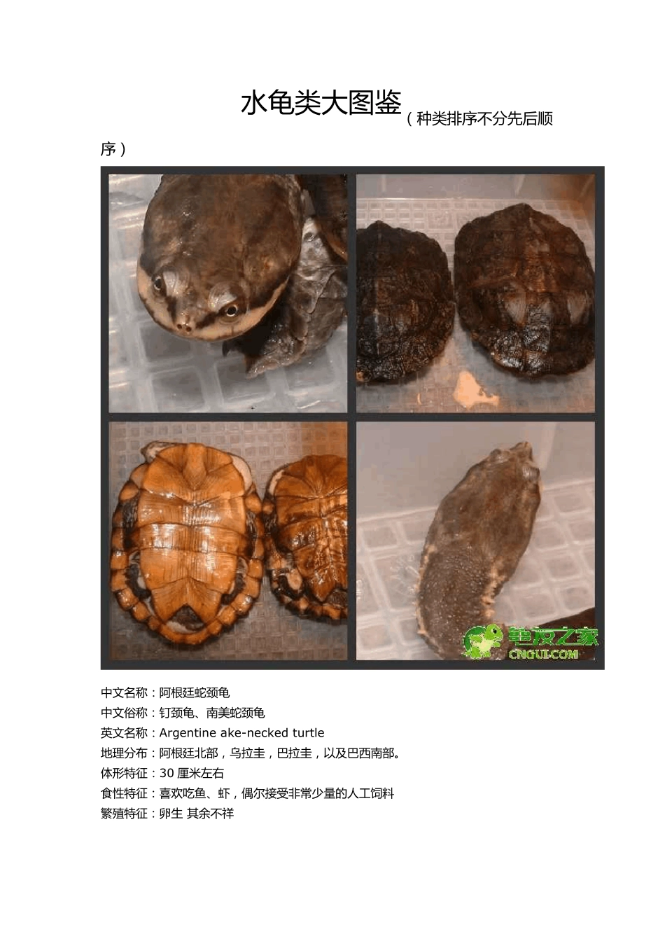 常见水龟品种大全_第1页