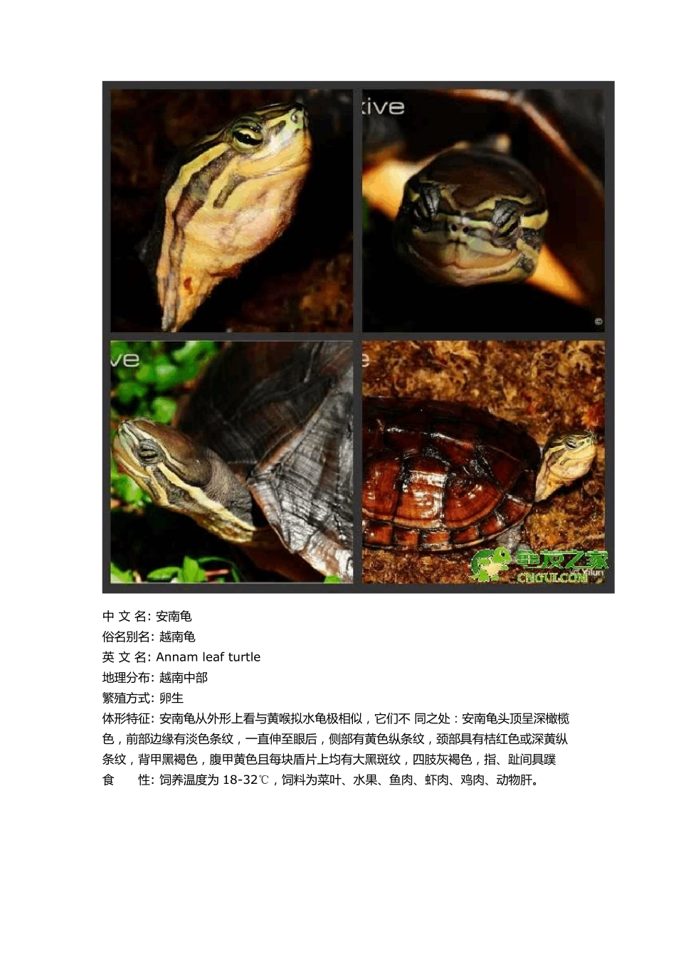 常见水龟品种大全_第2页