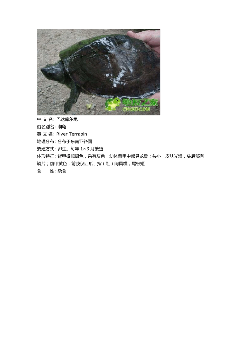 常见水龟品种大全_第3页