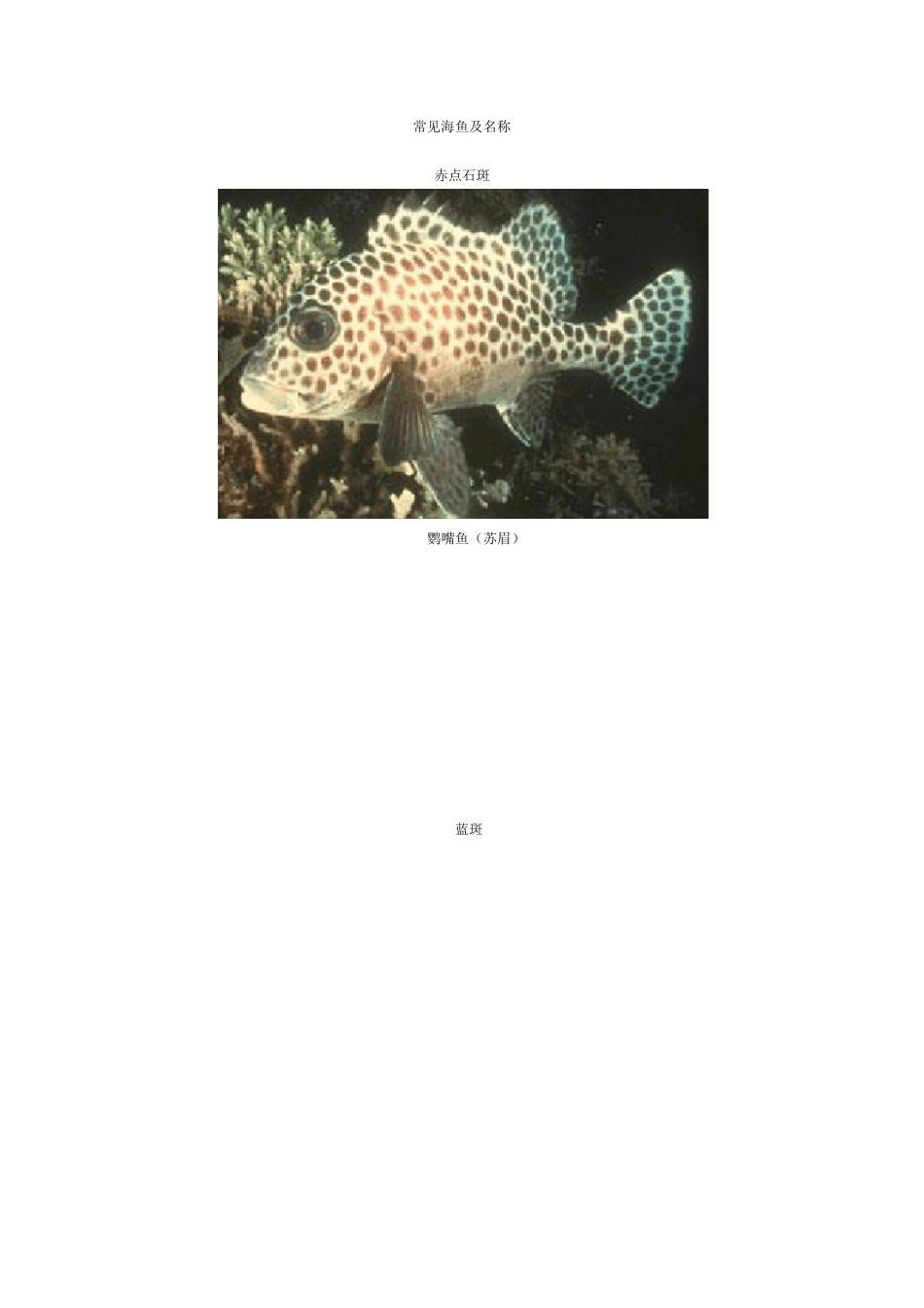 常见海鱼图片_第1页