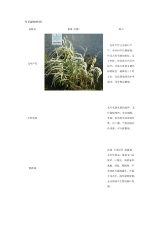 常见湿地植物