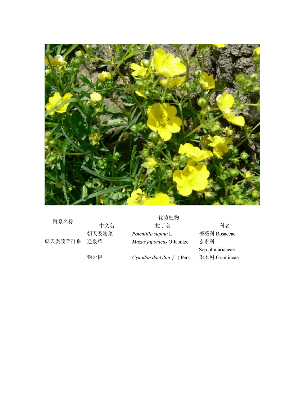 常见湖泊湿地植物群系_第3页