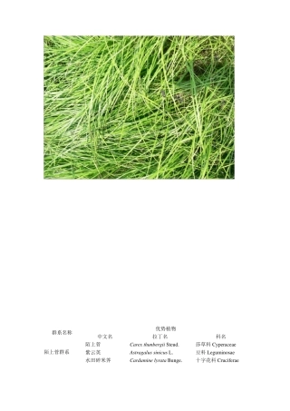 常见湖泊湿地植物群系