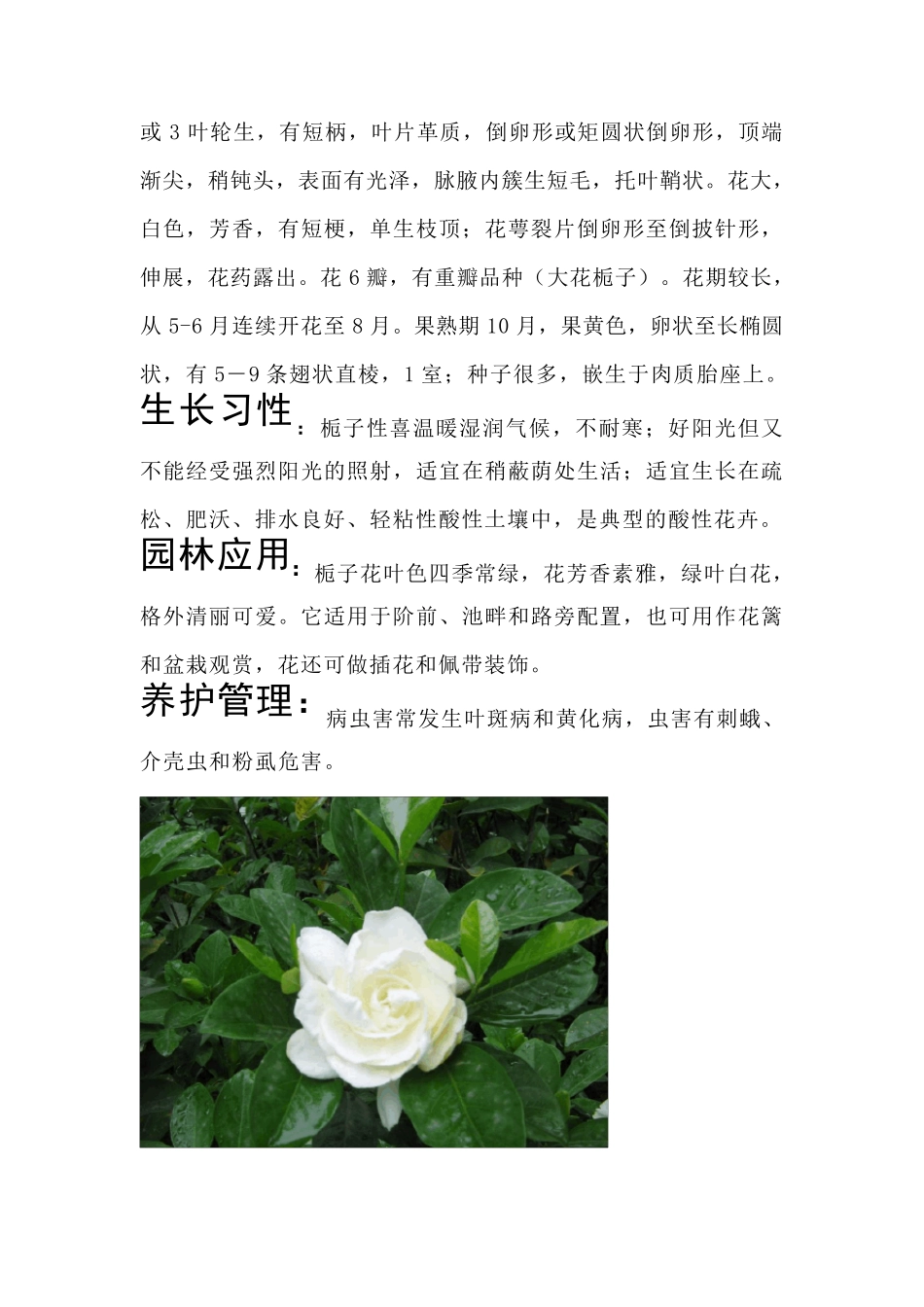 常见灌木植物_第3页