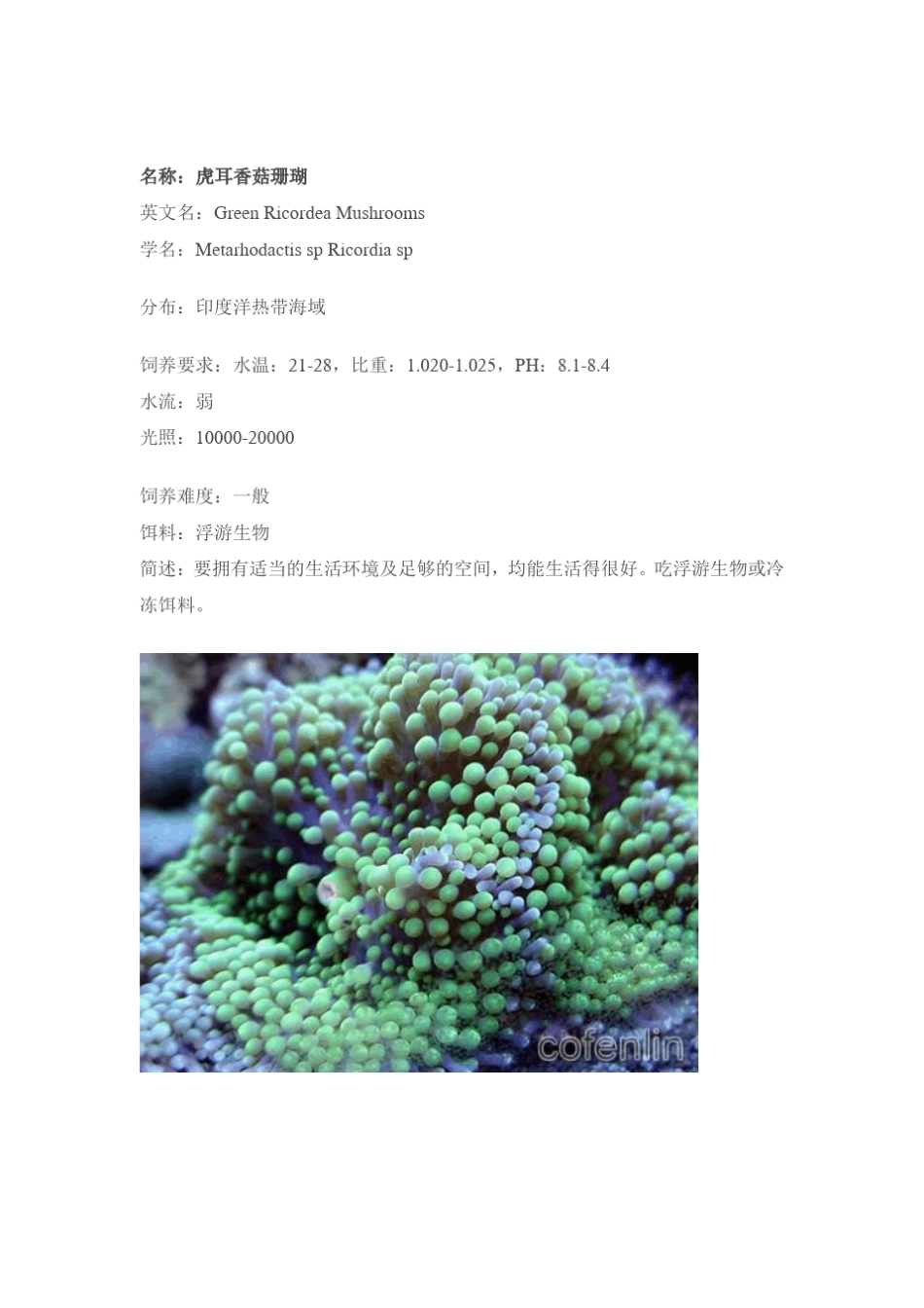 常见珊瑚赏析_第2页