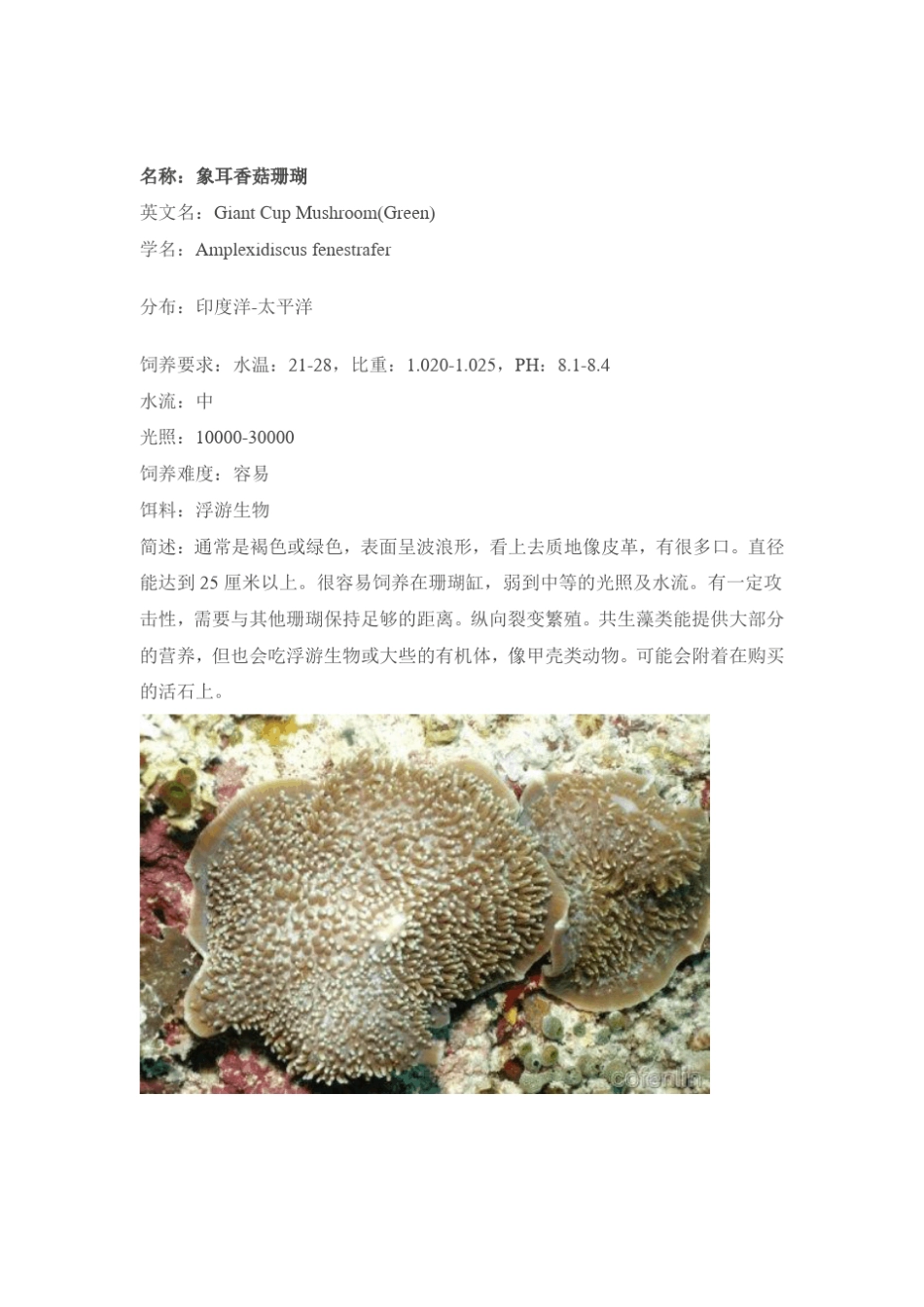 常见珊瑚赏析_第3页