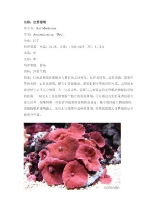 常见珊瑚赏析