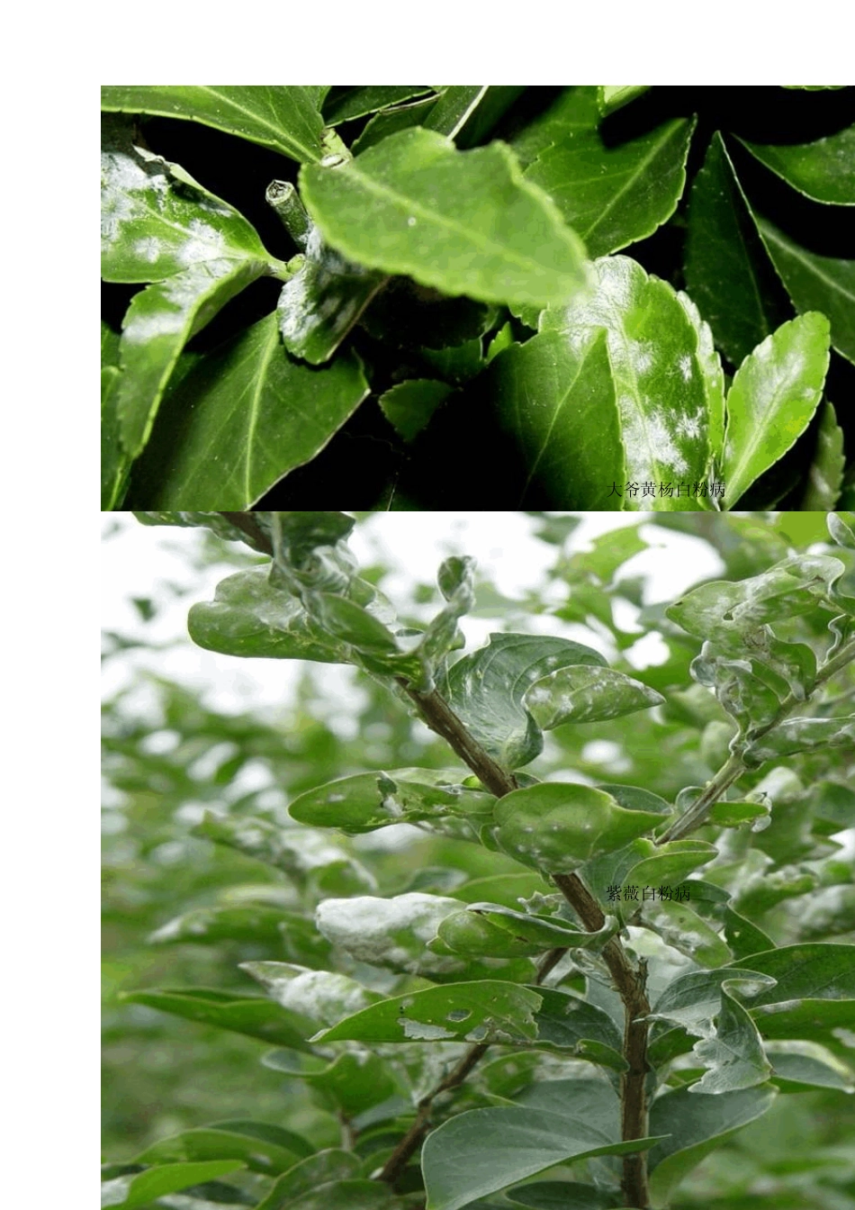 常见病虫害防治_第2页