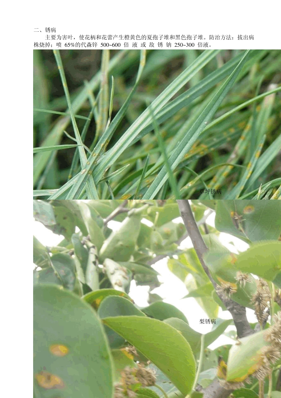 常见病虫害防治_第3页