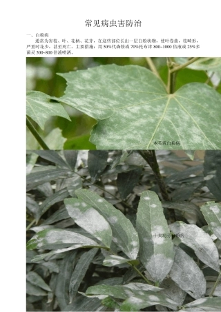 常见病虫害防治