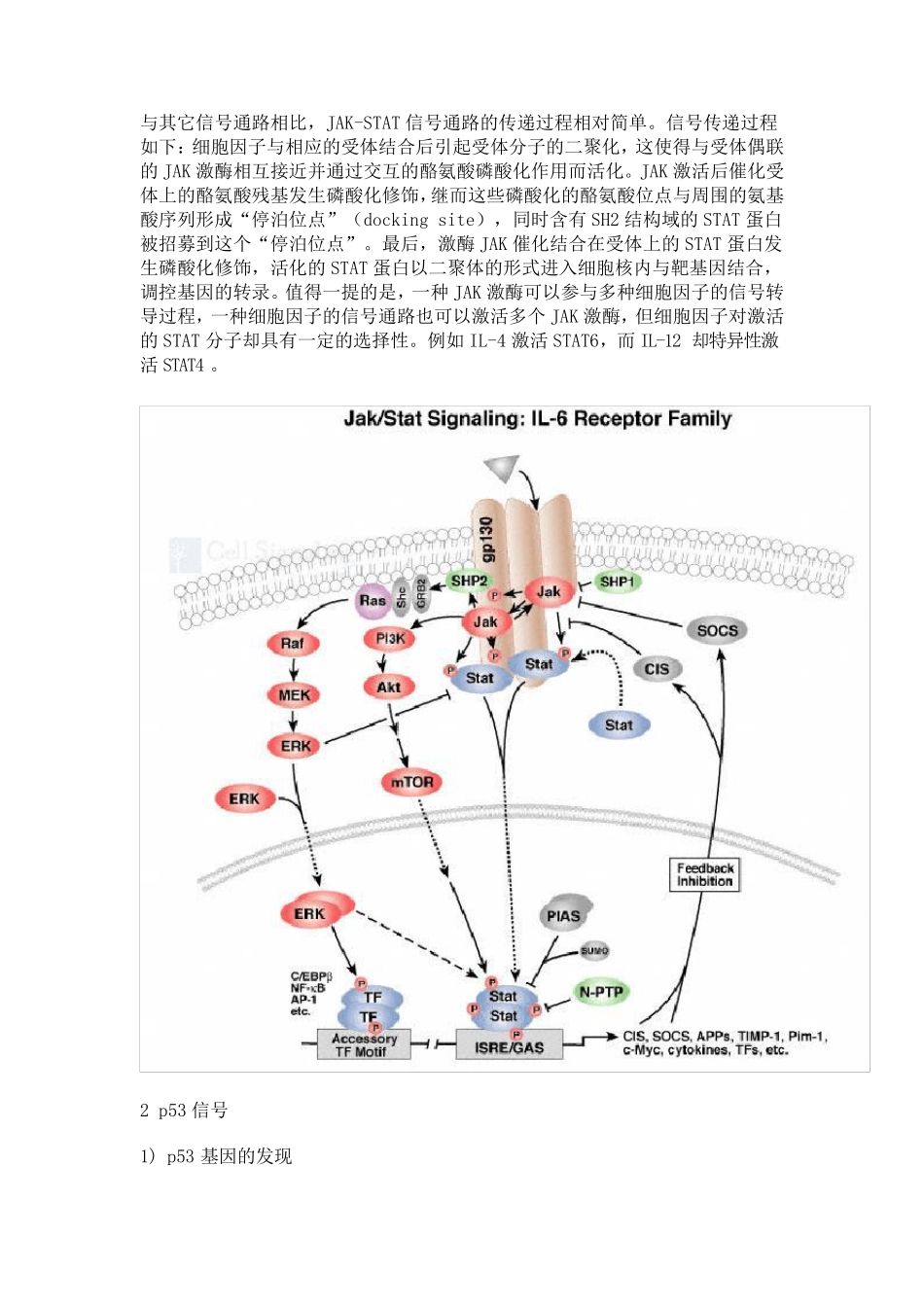 常见的信号转导通路_第2页