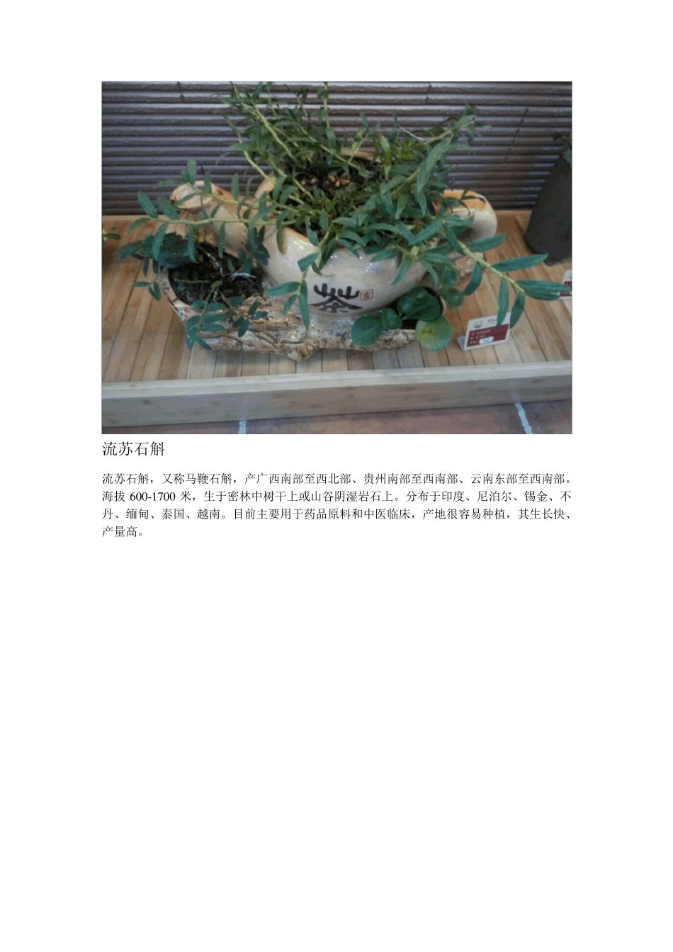 常见的几种石斛种类_第2页