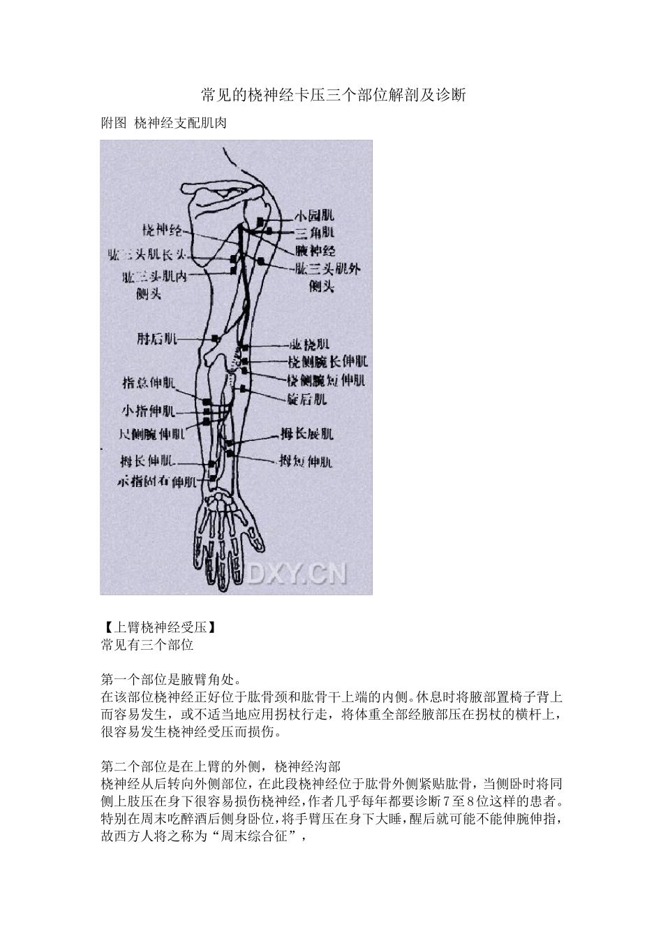 常见的桡神经卡压三个部位解剖及诊断_第1页