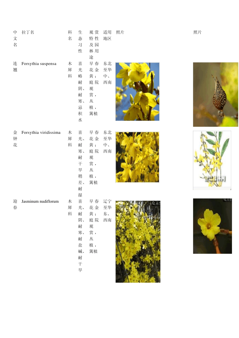 常见的植物图片及简介_第1页