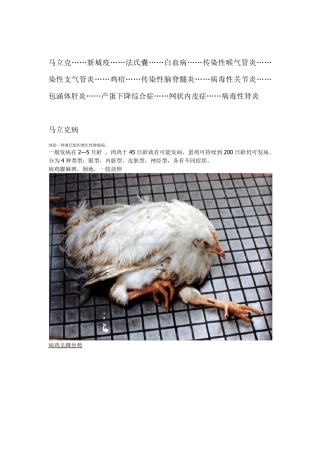常见禽病图谱