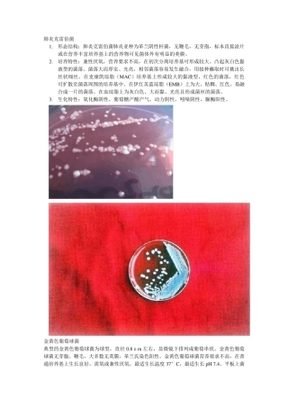 常见细菌及图片