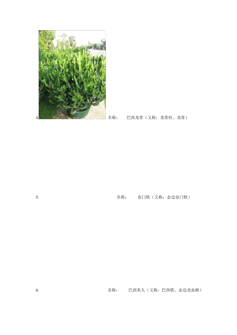 常见绿植名称_第2页