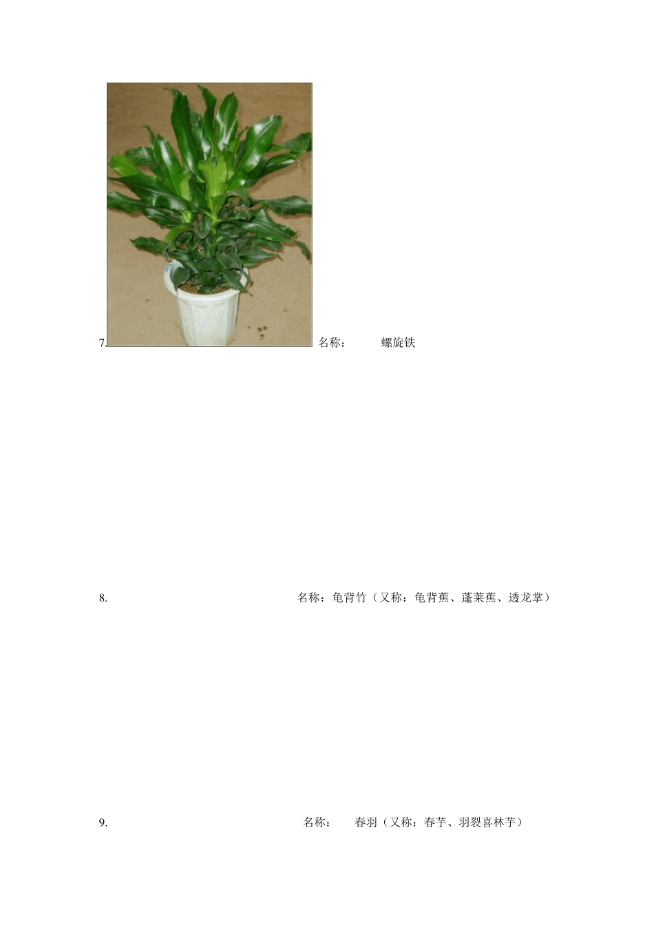 常见绿植名称_第3页