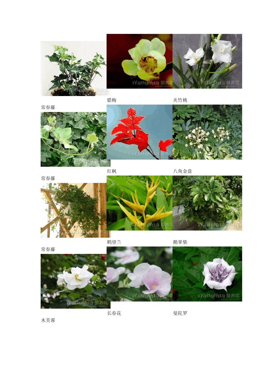 常见花卉名称图片_第1页