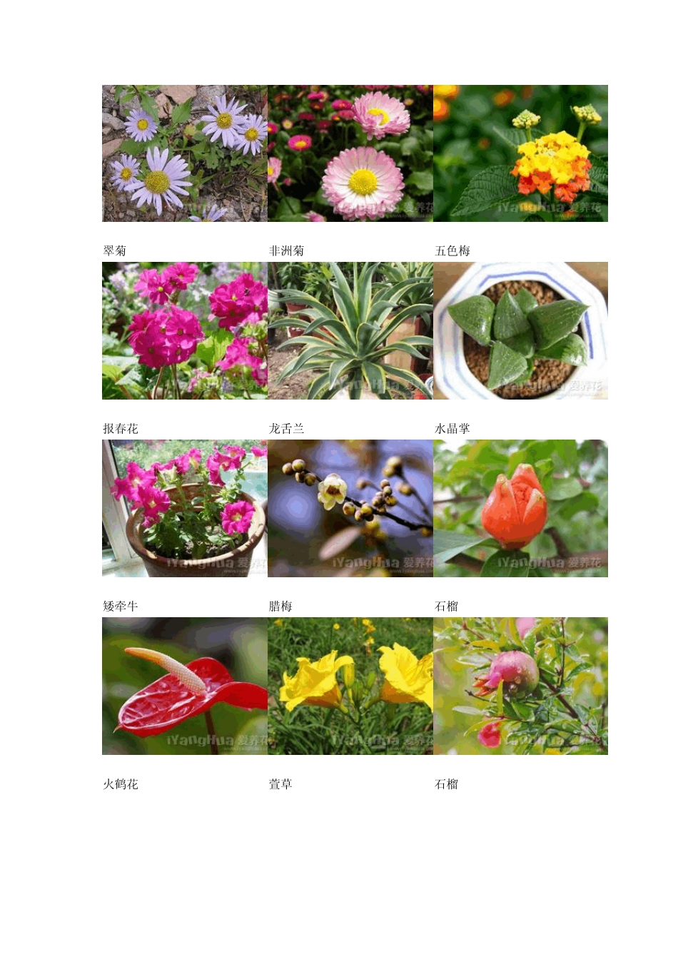 常见花卉名称图片_第2页