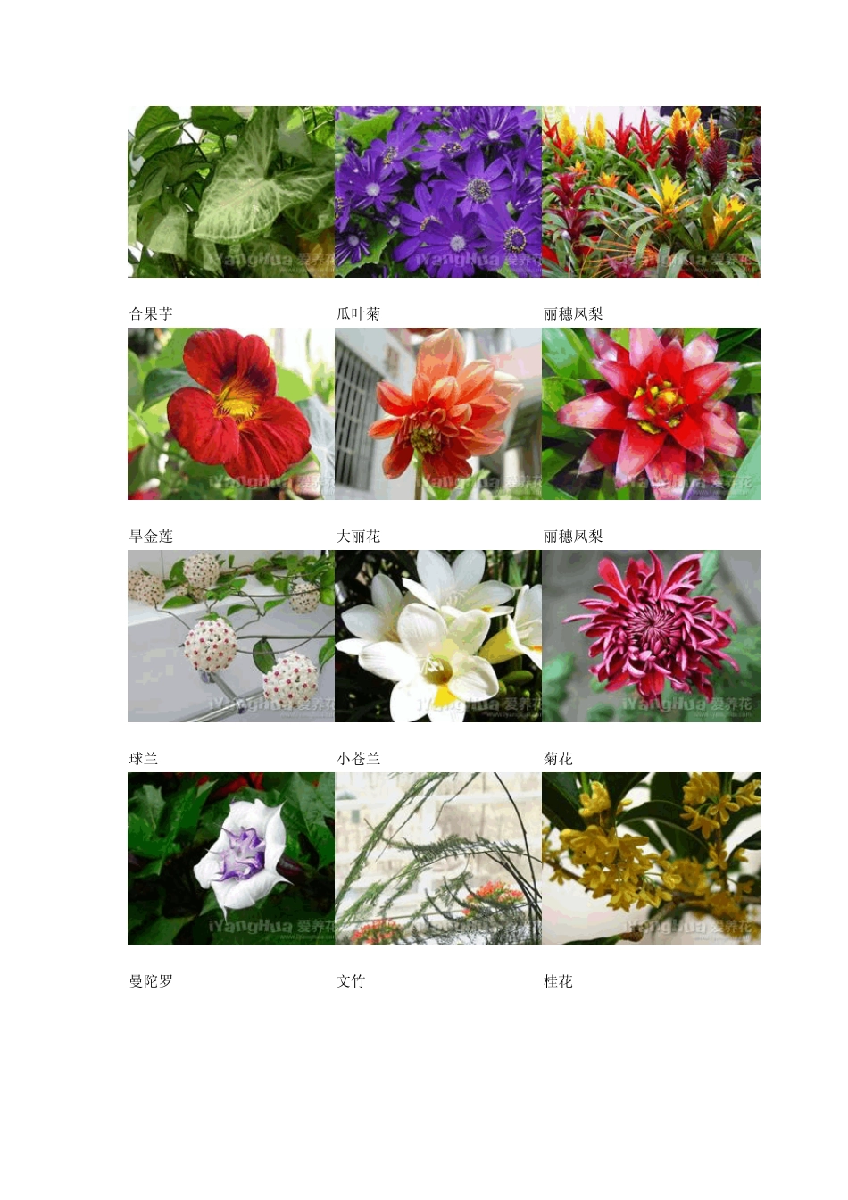 常见花卉名称图片_第3页