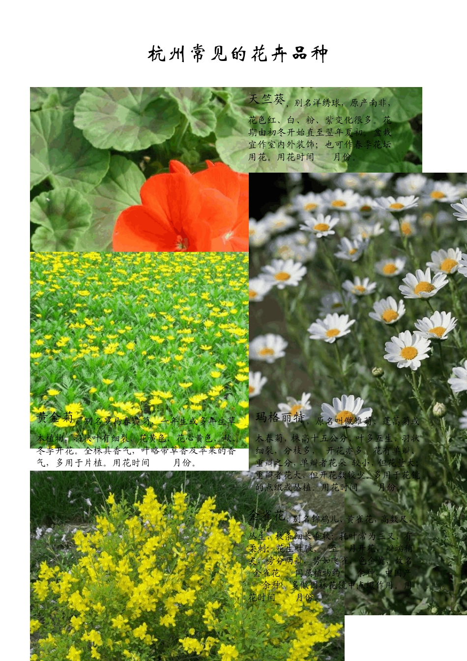 常见花卉品种_第1页