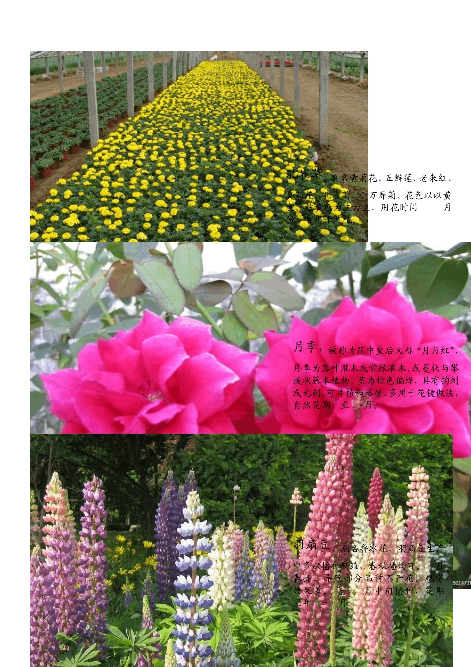 常见花卉品种_第2页