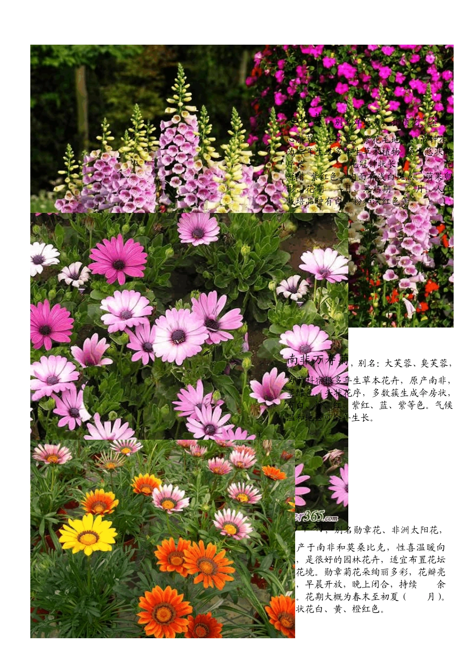 常见花卉品种_第3页