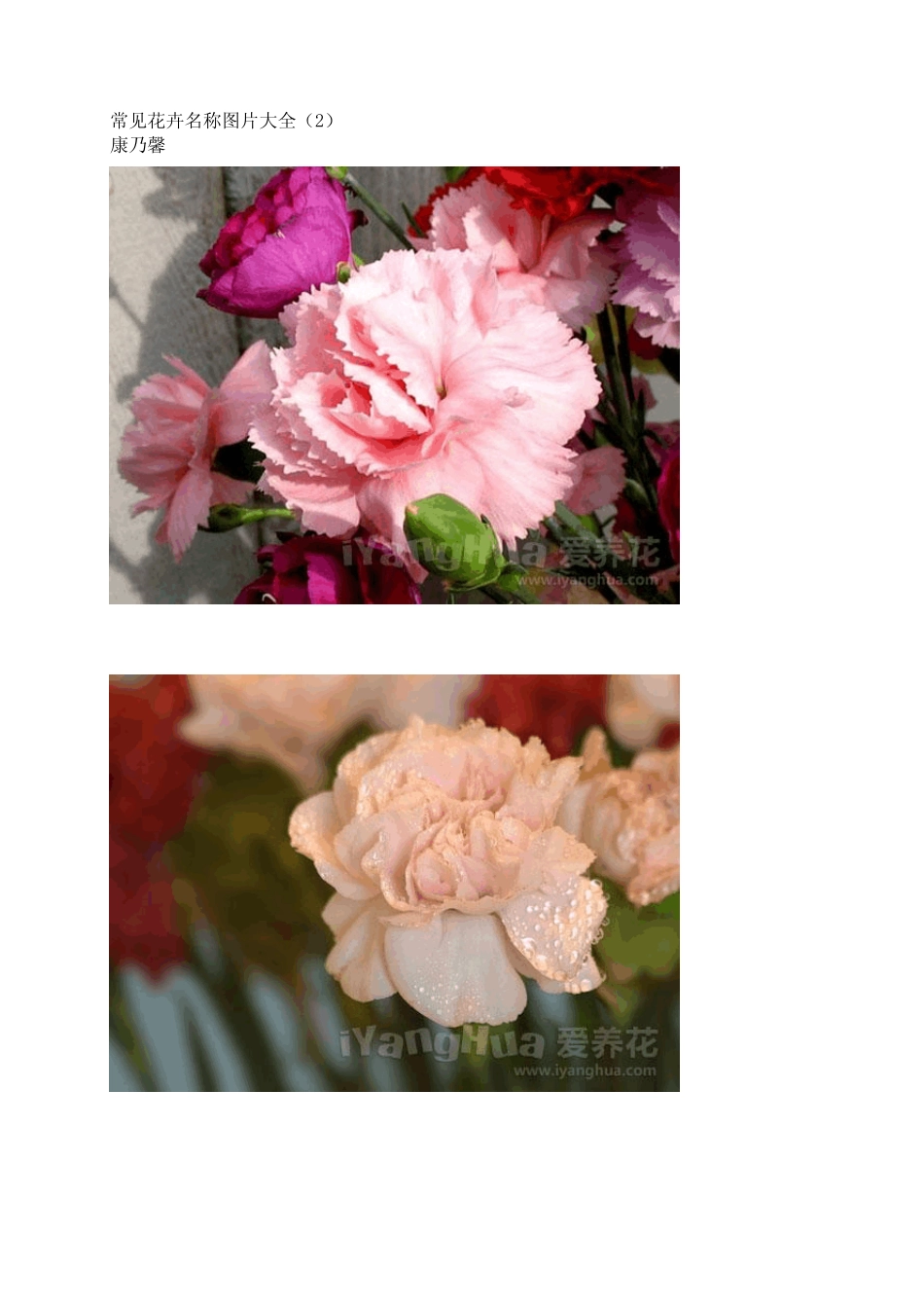 常见花卉名称图片2_第1页