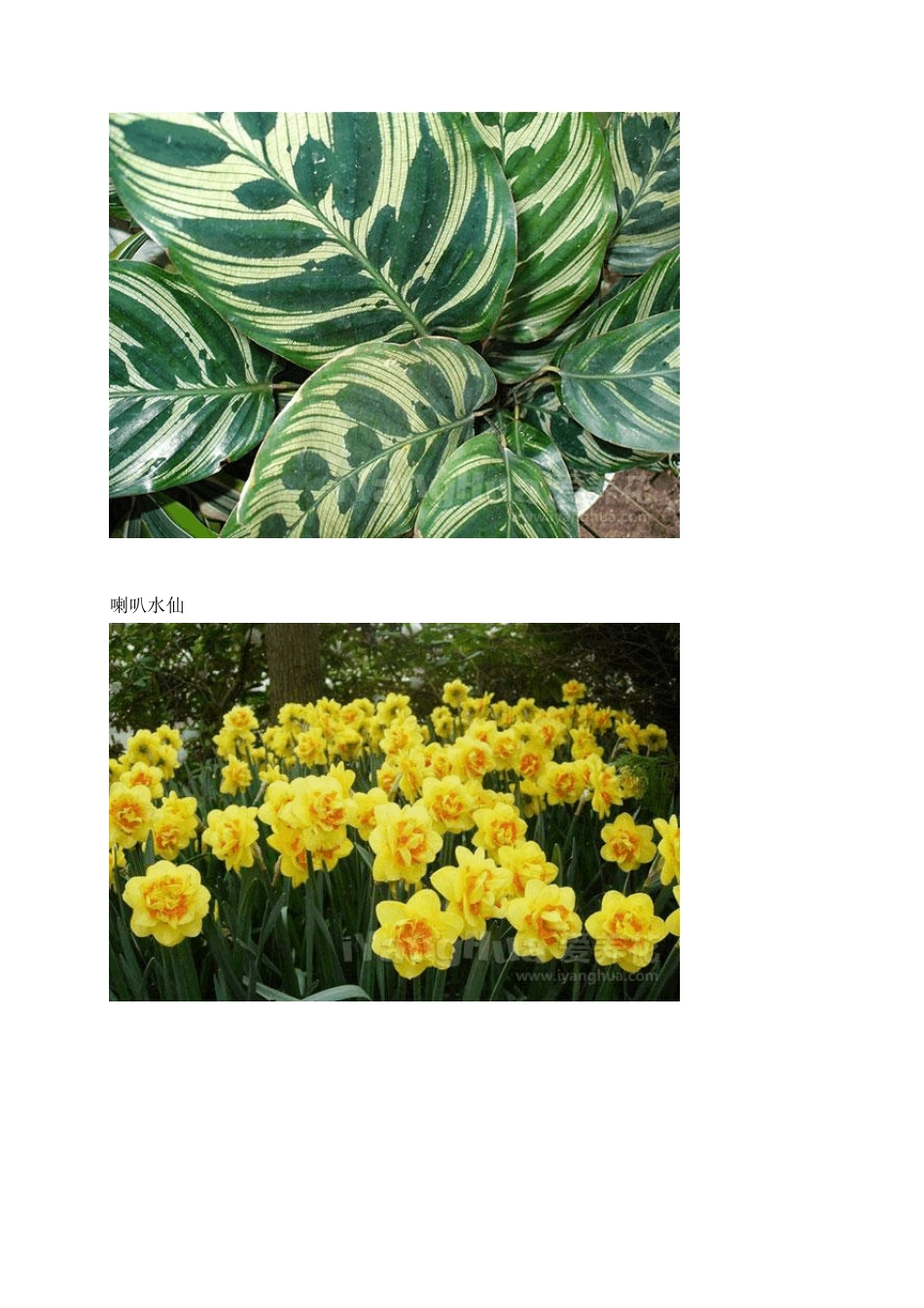 常见花卉名称图片2_第3页