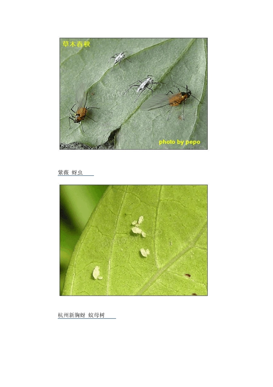 常见花卉虫害图谱_第2页
