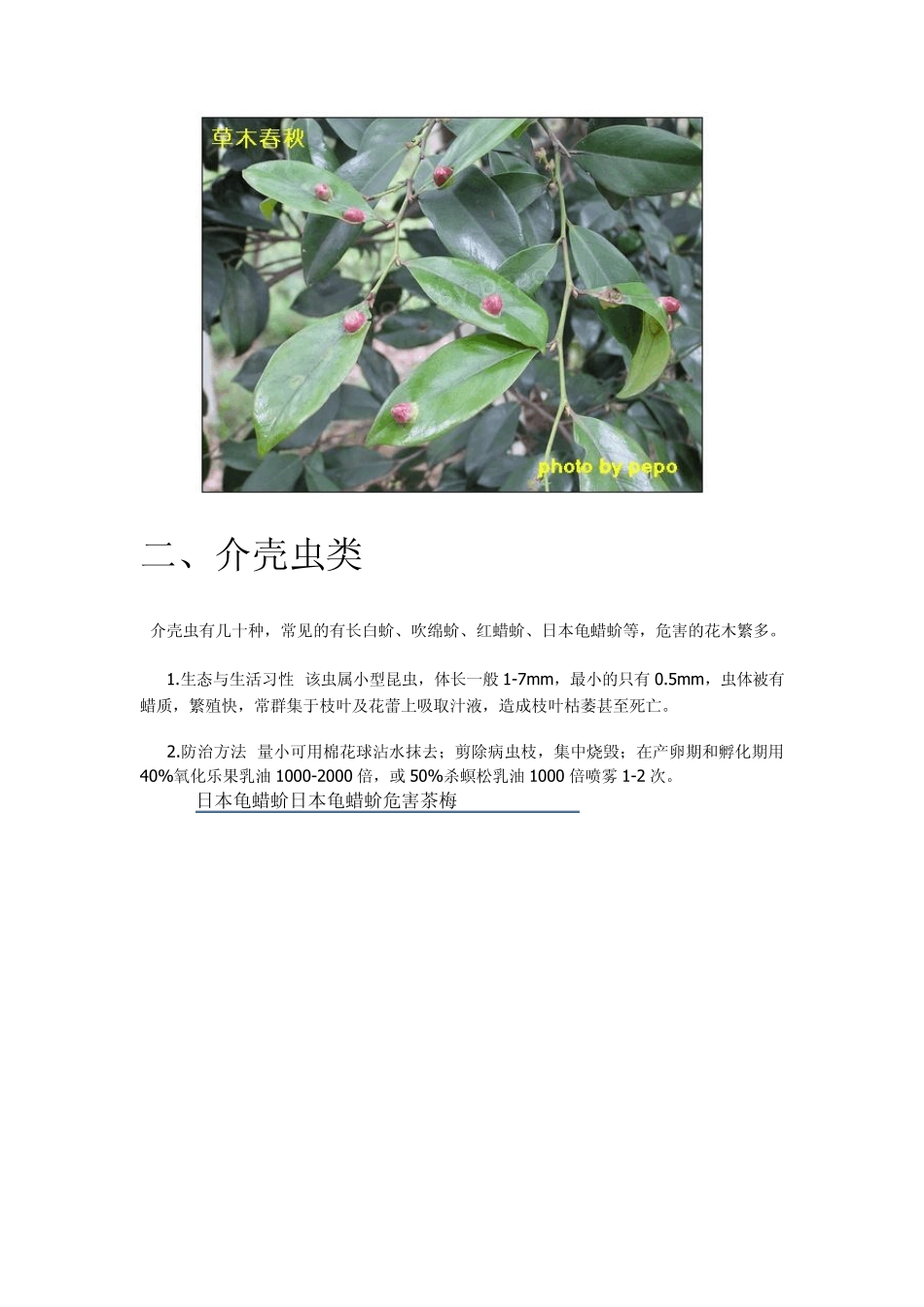 常见花卉虫害图谱_第3页
