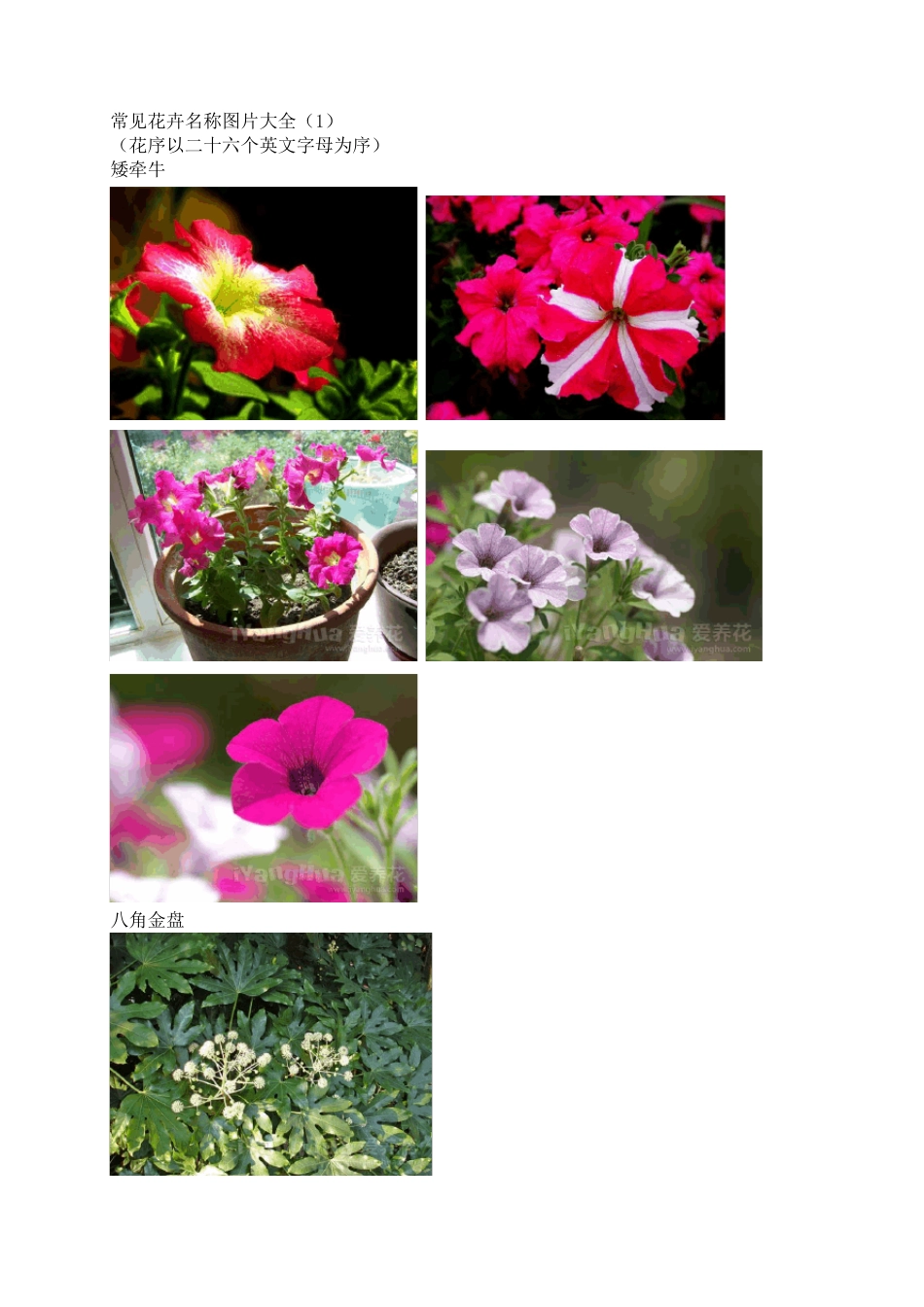 常见花卉名称图片大全_第1页