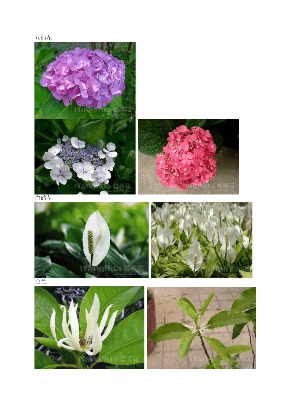 常见花卉名称图片大全_第2页