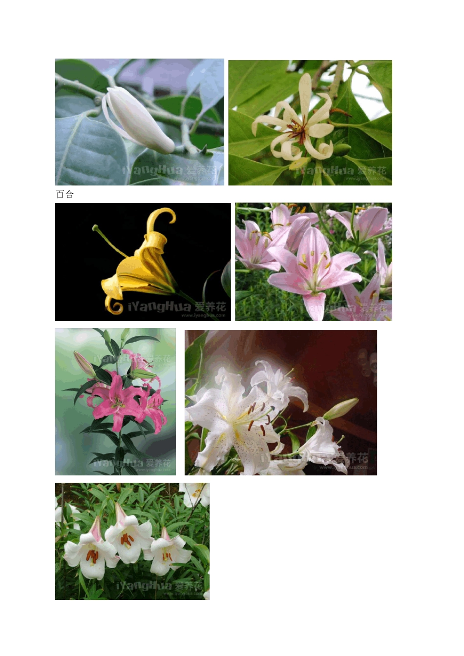 常见花卉名称图片大全_第3页