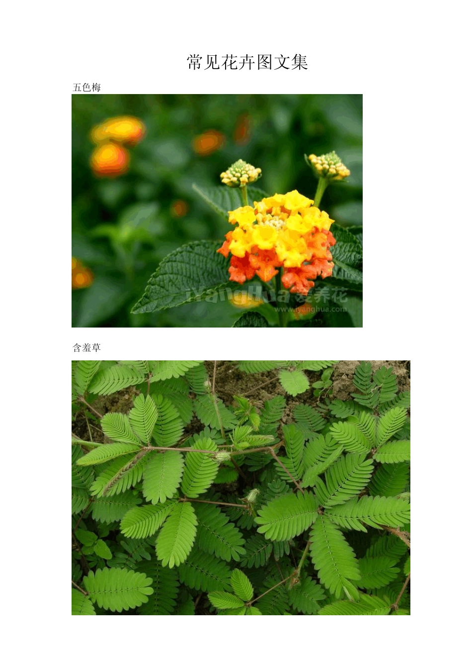常见花卉图集+名称(含少许野生植物)_第1页