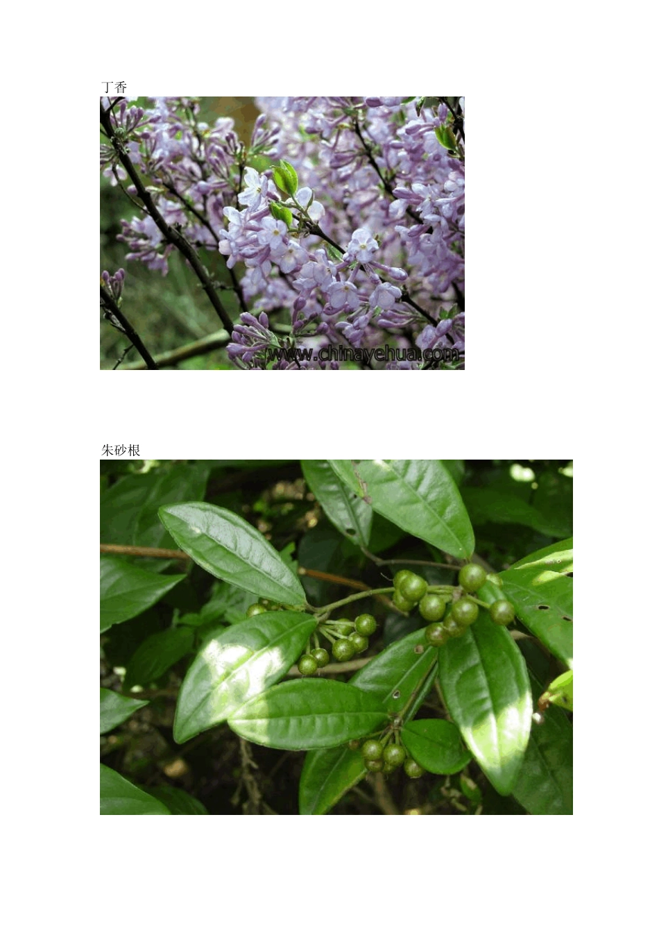 常见花卉图集+名称(含少许野生植物)_第2页