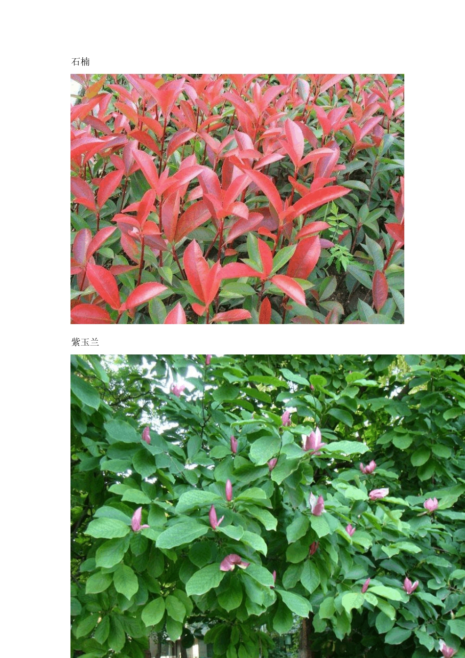 常见花卉图集+名称(含少许野生植物)_第3页