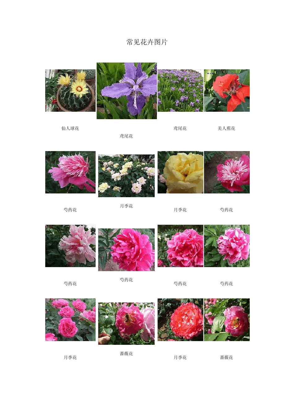 常见花卉图片_第1页